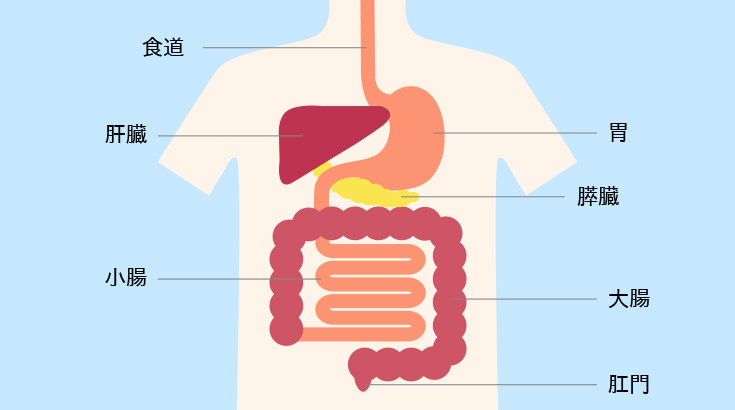 おなかを元気に 1 消化器の働きとは 胃腸の役割を知って健康に 消化life 健康のお悩みや生活の不安を解決する知って得するブログ